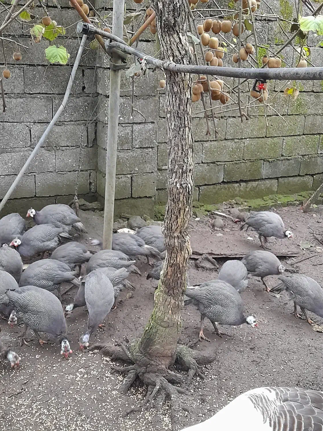 مرغ شاخدار|حیوانات مزرعه|حویق, |دیوار