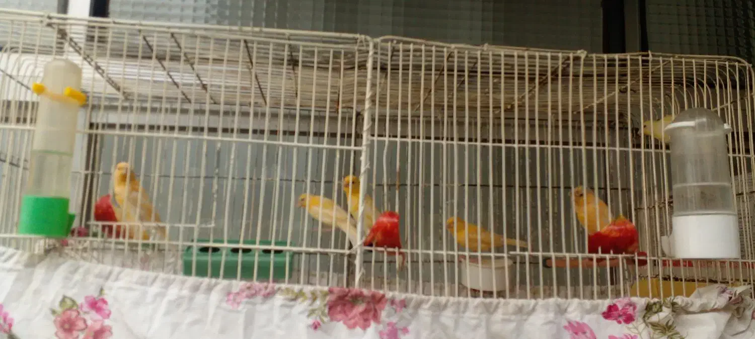 پرنده.قناری|پرنده|خوانسار, |دیوار