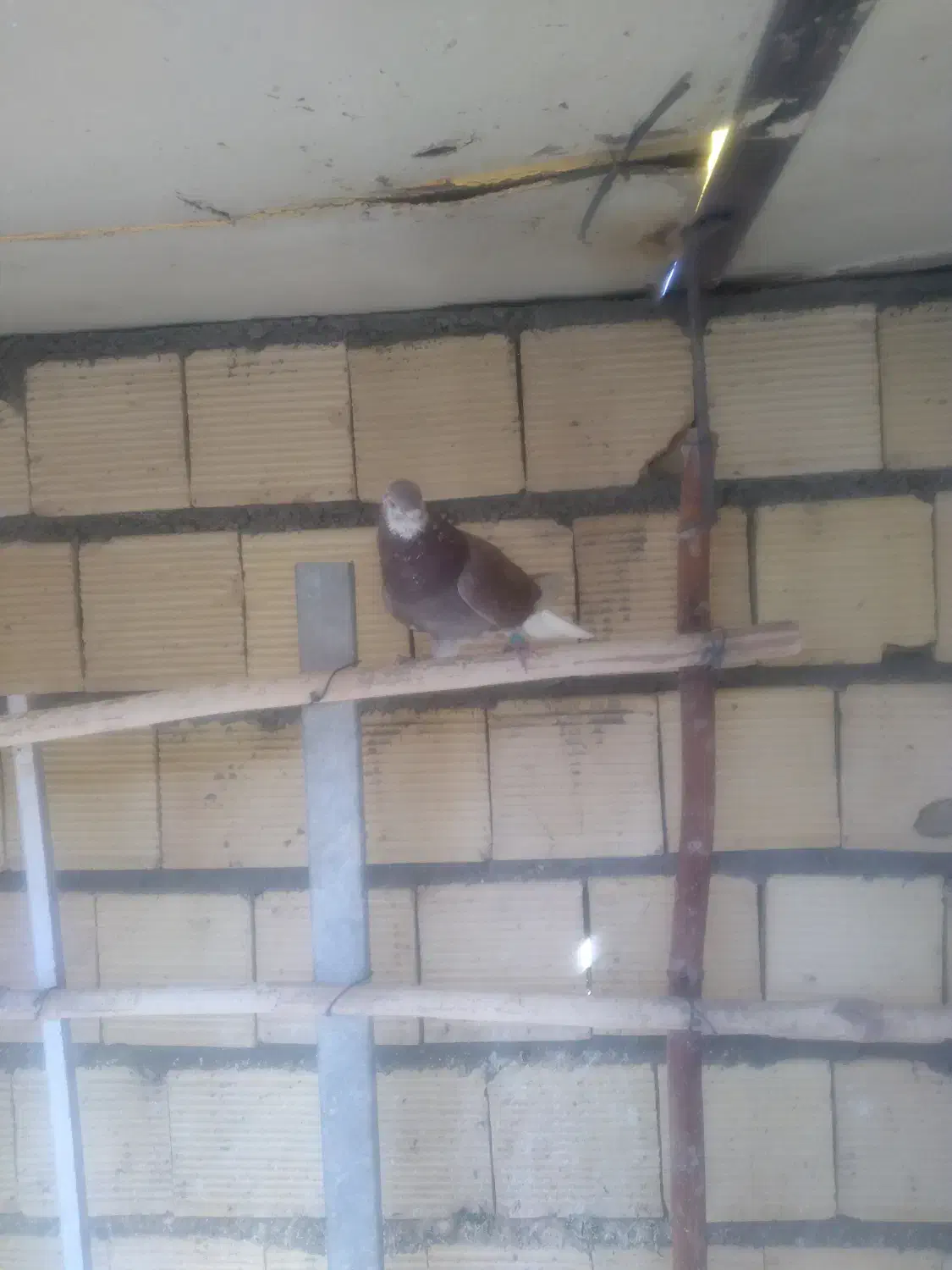 تهرونی|پرنده|شاهین‌شهر, امام حسین|دیوار