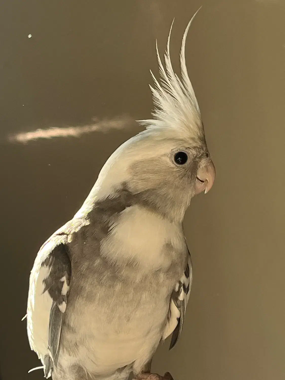 عروس هلندی|پرنده|ری, دولت‌آباد|دیوار