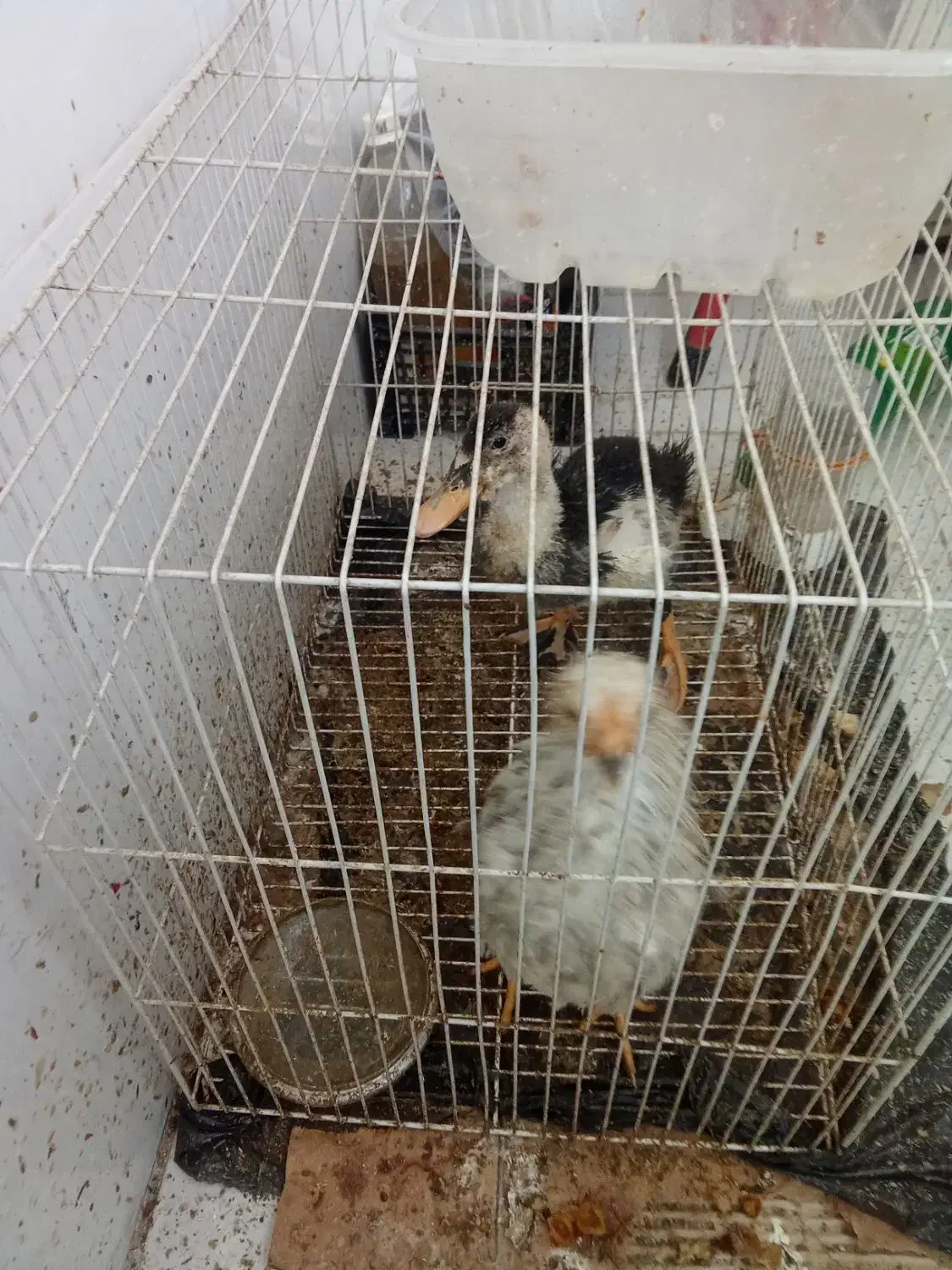 مرغابی و مرغ|حیوانات مزرعه|مشهد, قائم|دیوار