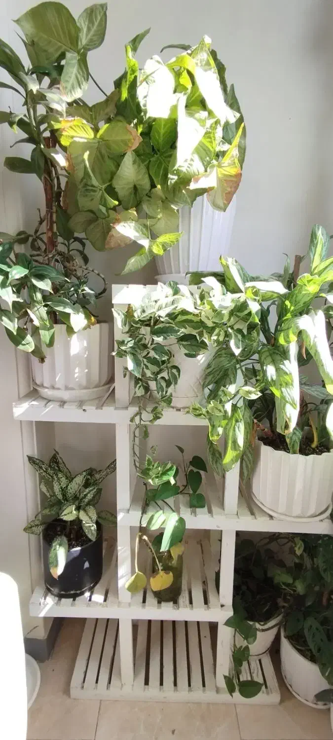 گلدان و گل طبیعی|گل و گیاه طبیعی|کرج, گلشهر|دیوار