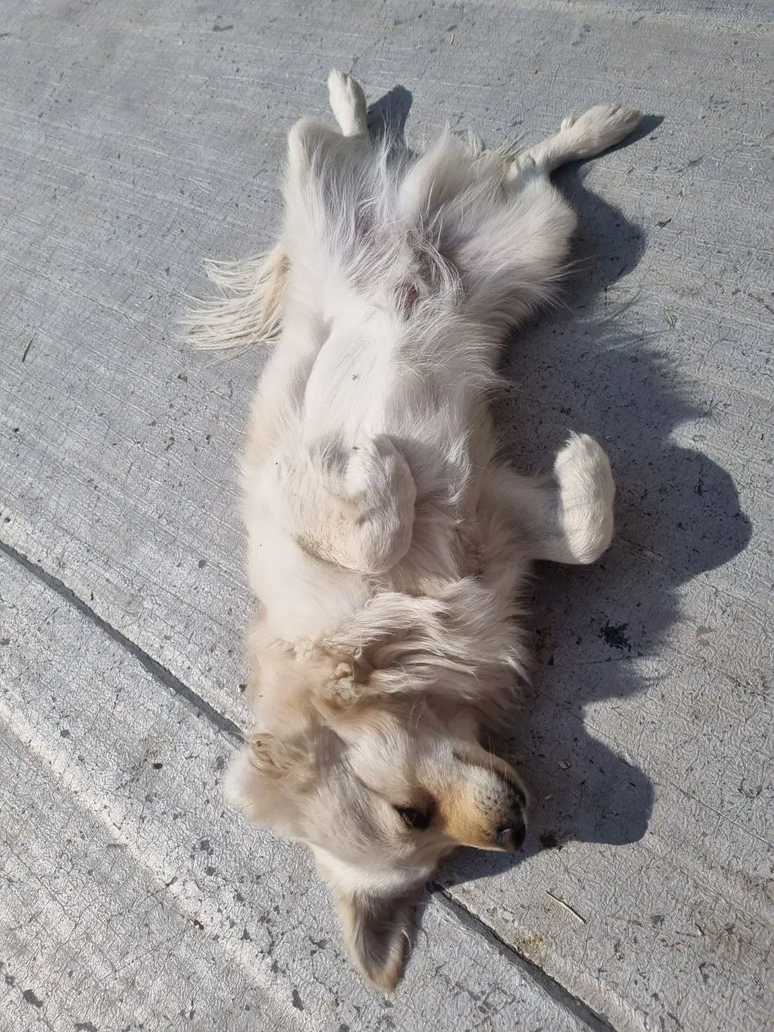 توله ۸ماهه پامر اشپیتز|سگ|مبارکه, |دیوار