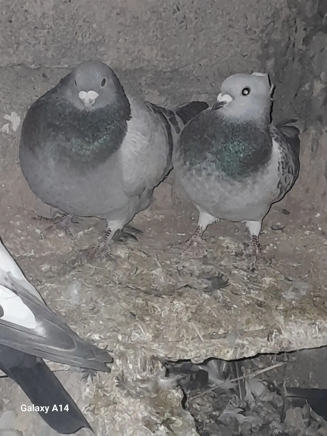 کفتر|پرنده|نگار, |دیوار