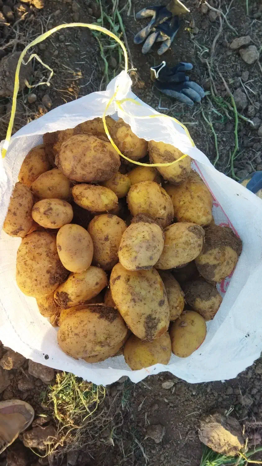 سیب زمینی بذری|حراج|درگزین, |دیوار