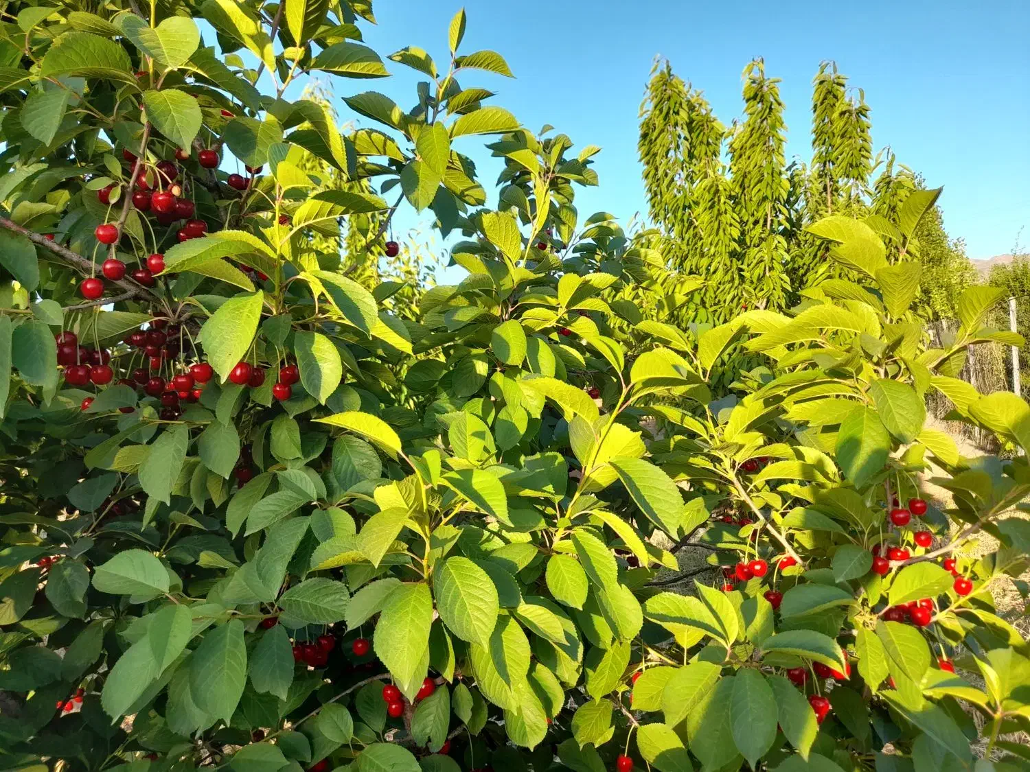 مدارک گم شده|اشیا|سنندج, |دیوار