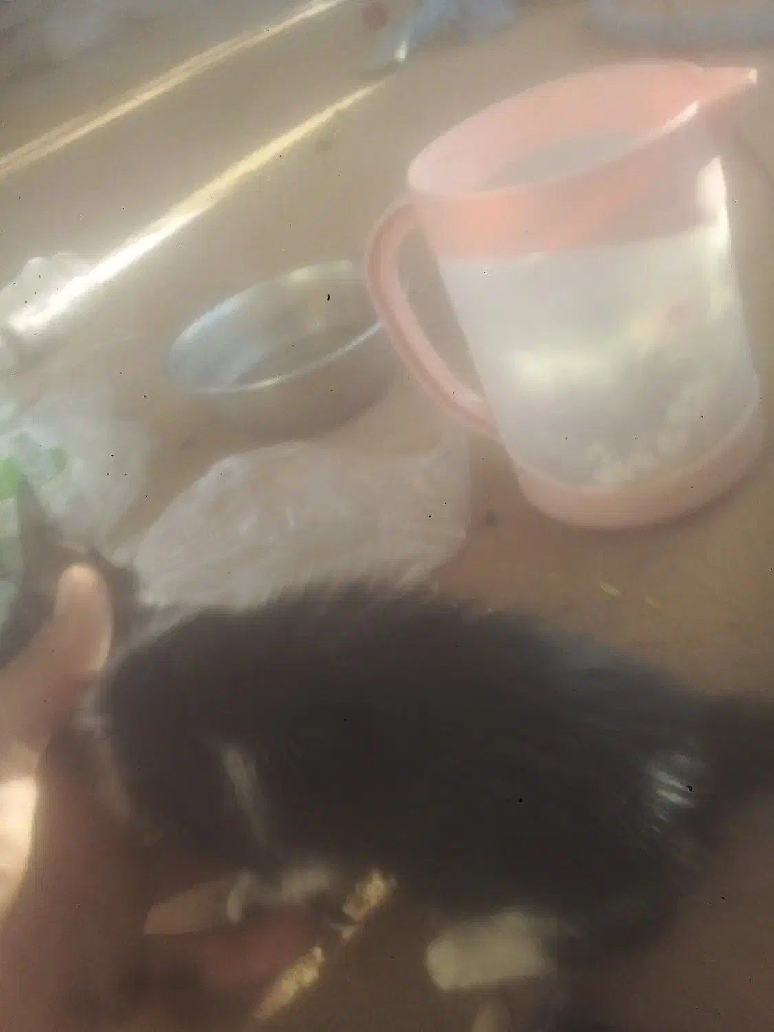 گربه دستی ملوس|گربه|زرقان, |دیوار