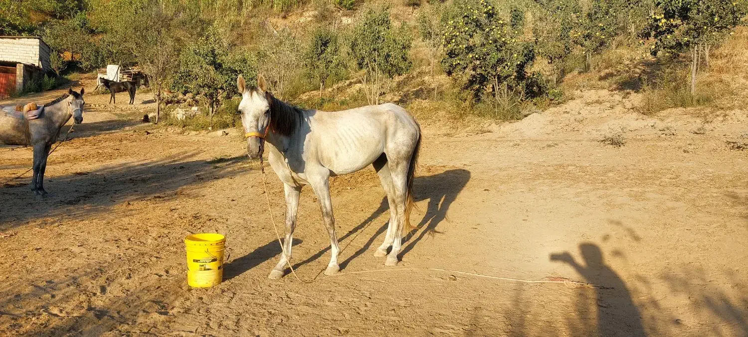 فروشی|اسب و تجهیزات اسبسواری|کلاله, |دیوار