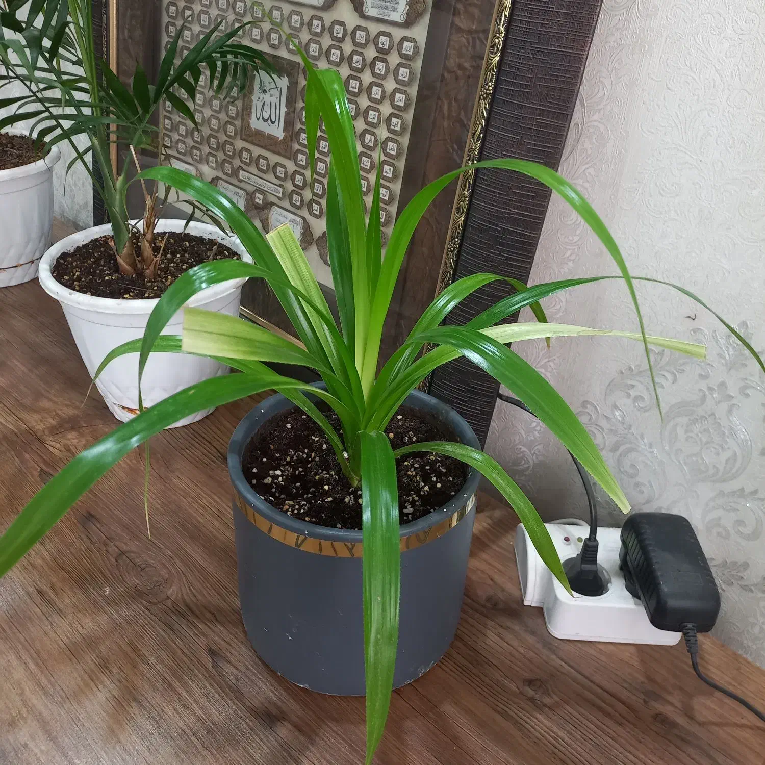 گل طبیعی پاندانوس|گل و گیاه طبیعی|کرج, بنیاد|دیوار