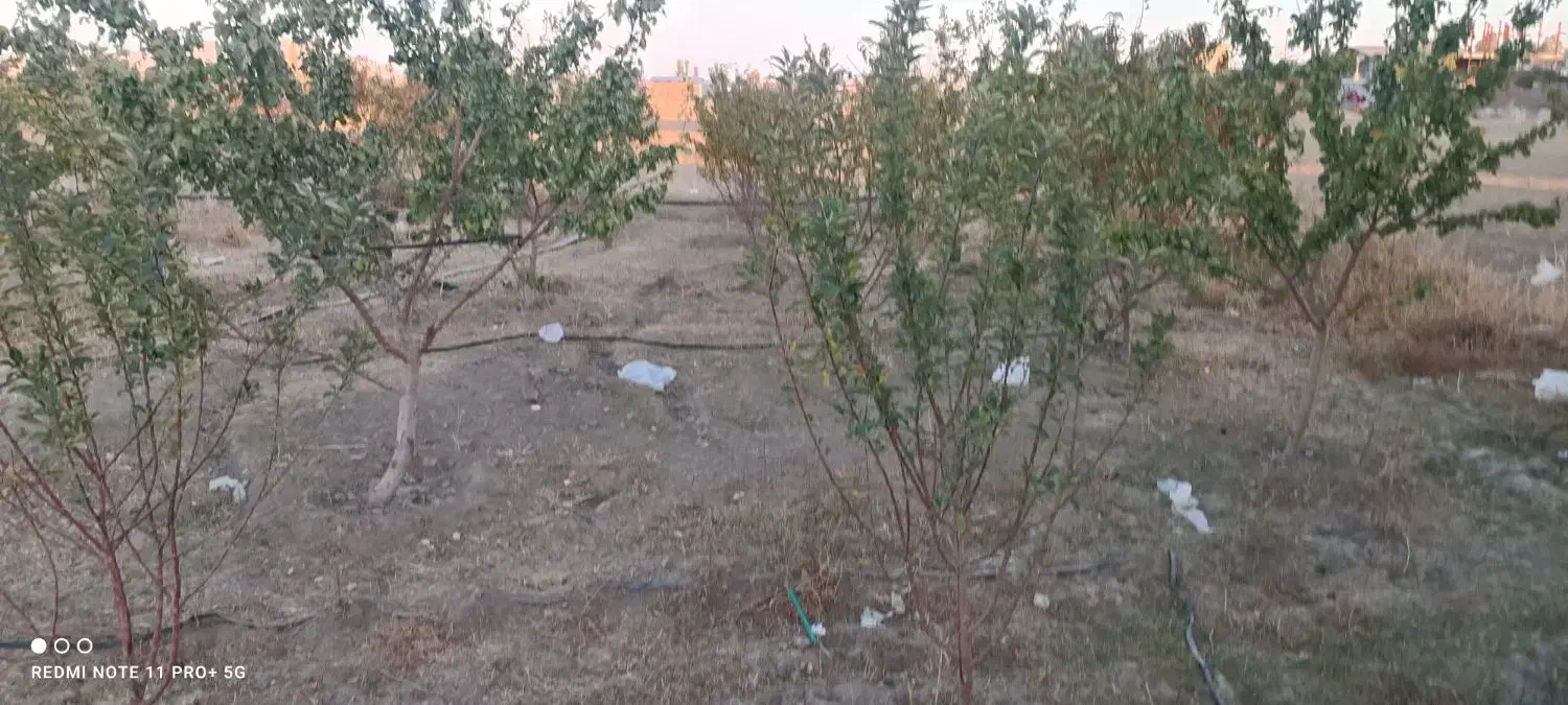 باغ هلو و زردآلو دوتا آلوبالو یک عدد گردو وگل سرخ|فروش زمین و ملک کلنگی|محمدبار, |دیوار