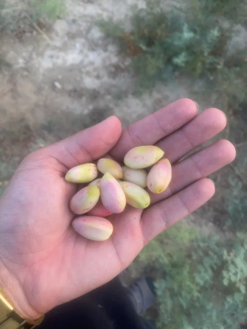 پسته|خوردنی و آشامیدنی|دامغان, |دیوار