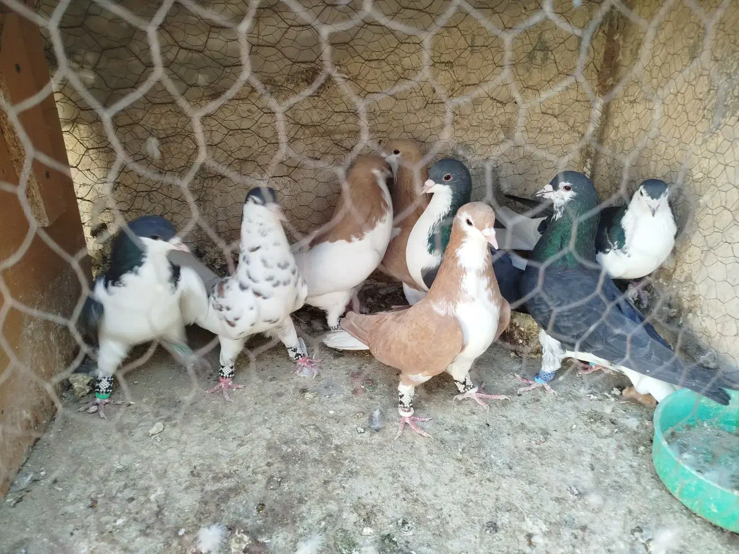 شهری،یال،چپ،راست|پرنده|شیراز, شریف‌آباد|دیوار