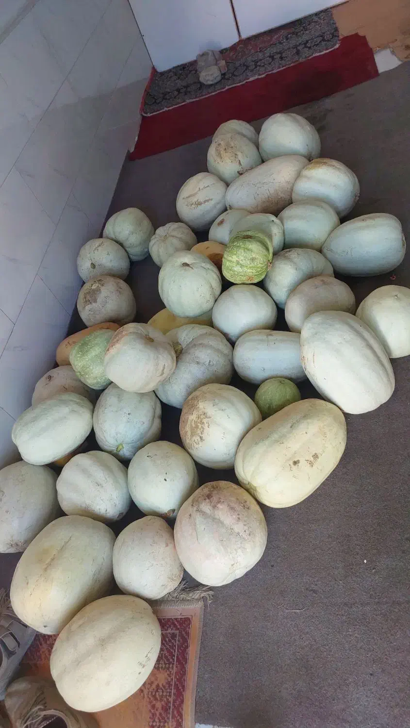 کدو تنبل و تخمه کدو درجه یک|خوردنی و آشامیدنی|ایلخچی, |دیوار