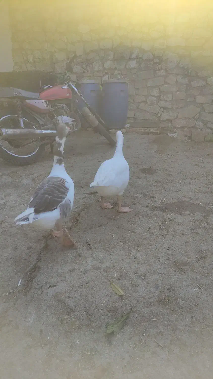 غاز تخم گذار|حیوانات مزرعه|بهشهر, |دیوار