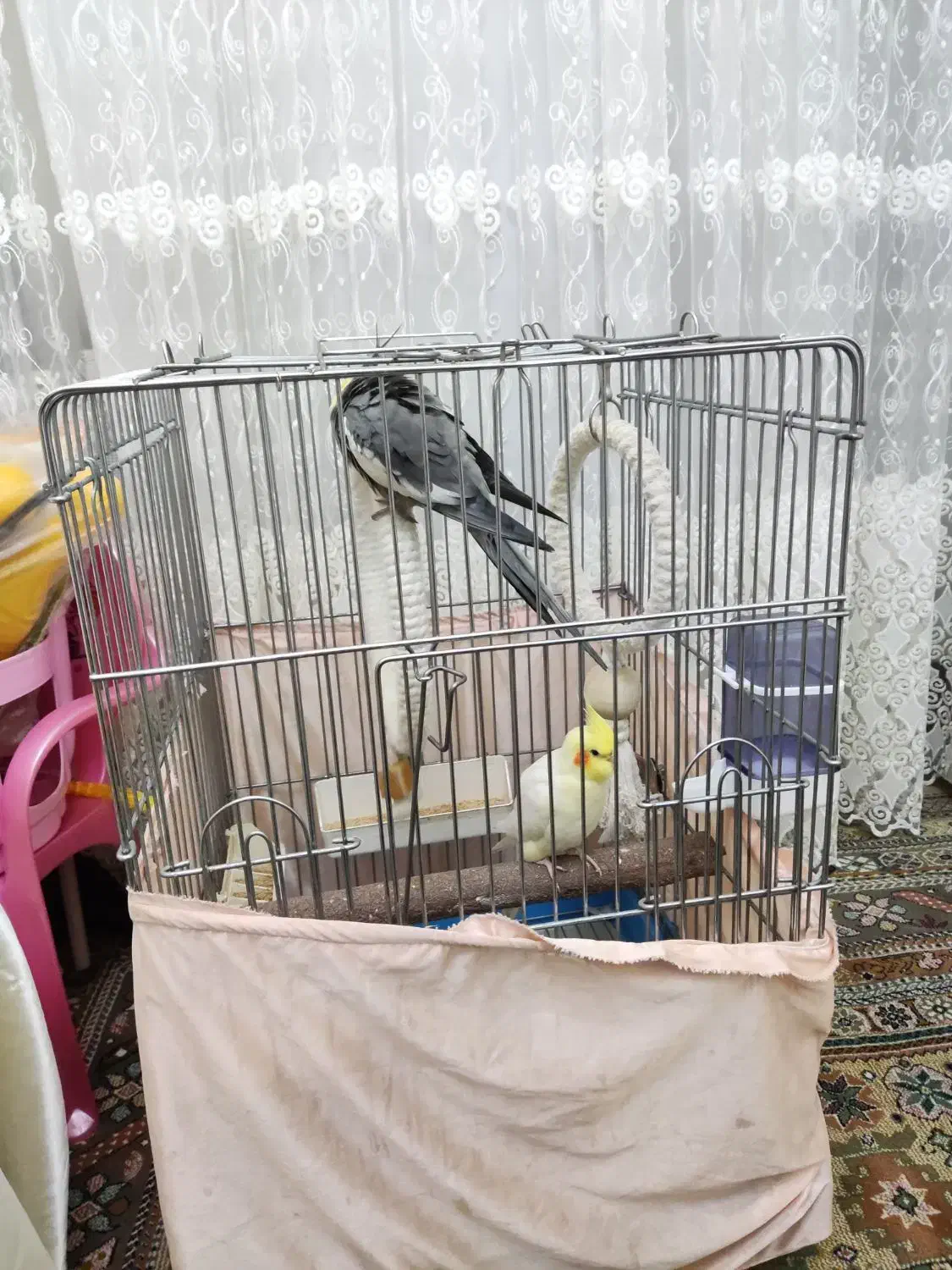 دو عدد نر عروس هلندی|پرنده|تهران, ستارخان|دیوار