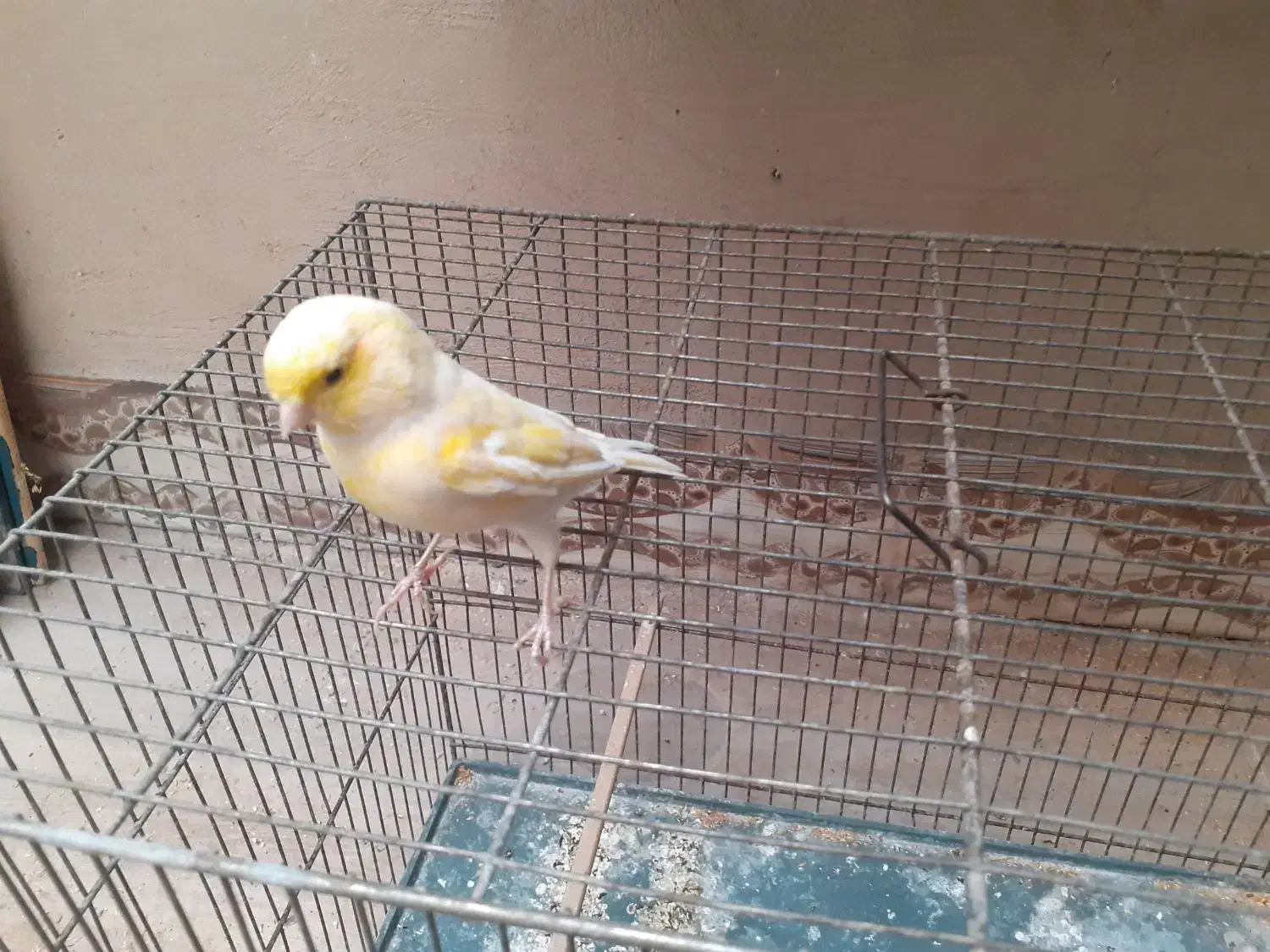 قناری گلستر معاوضه|پرنده|کرمان, |دیوار