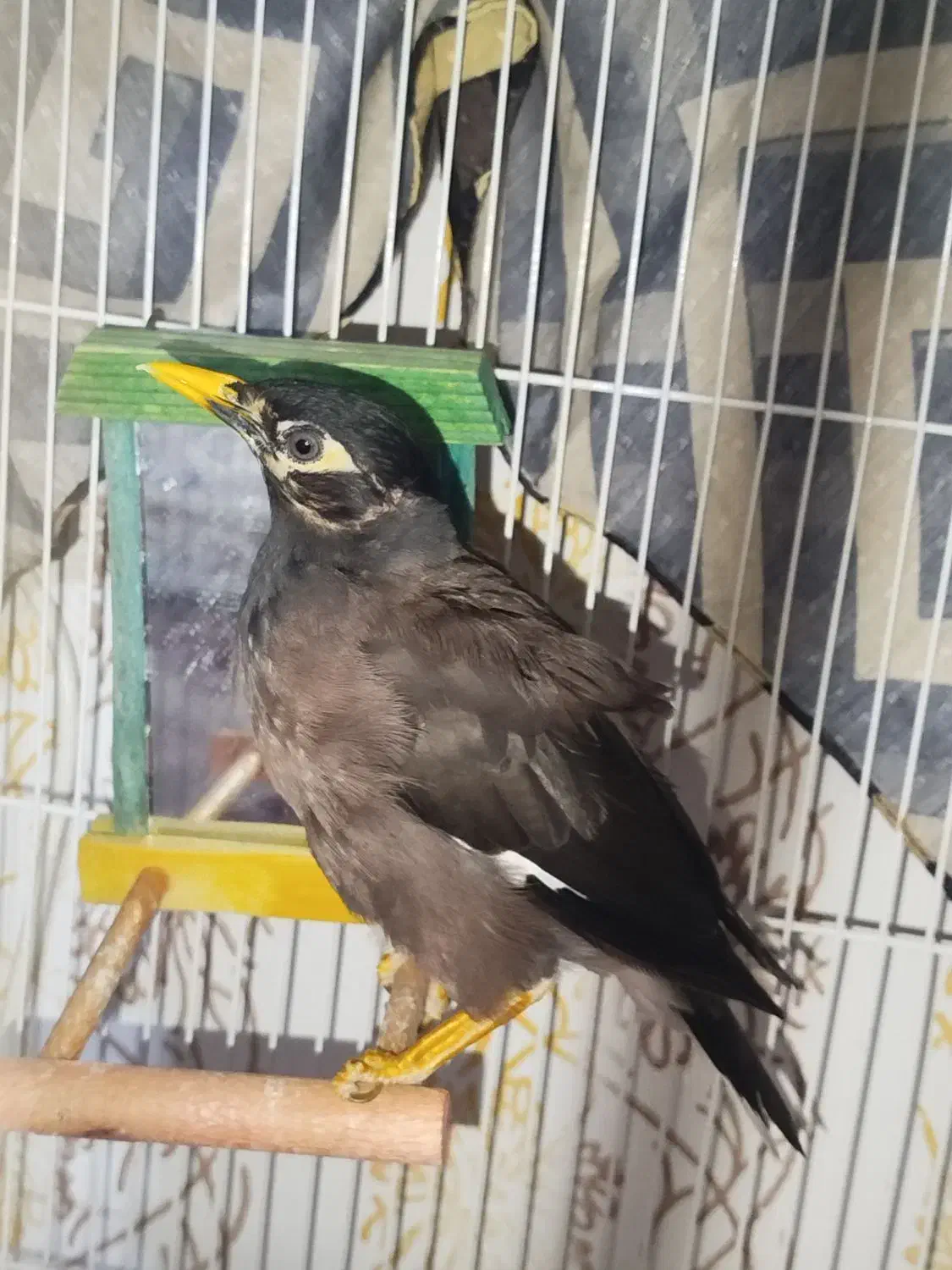 مرغ مینا سخنگو|پرنده|مشهد, کوی دروی|دیوار