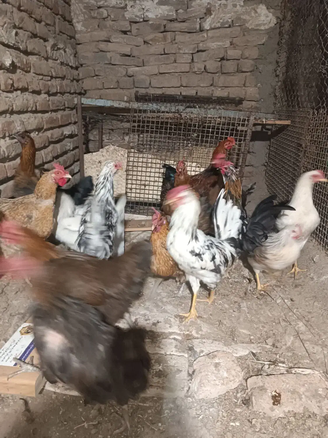 مرغ وخروس|حیوانات مزرعه|کرج, کارخانه قند|دیوار