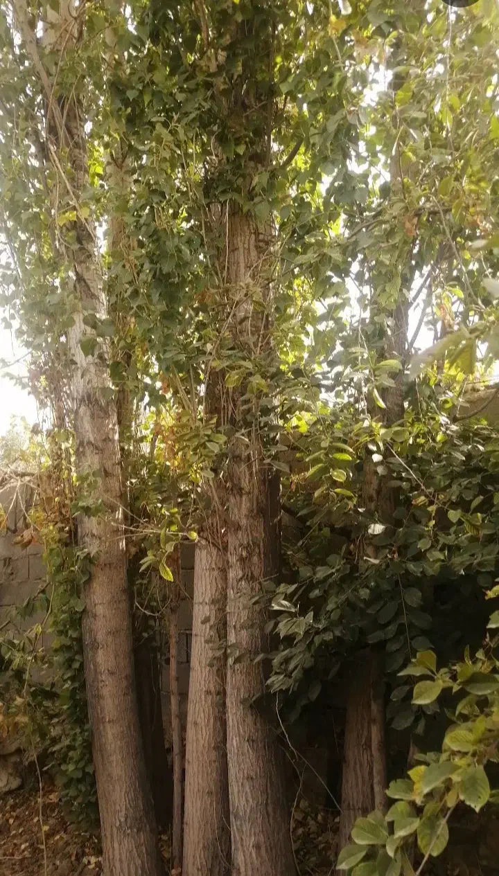 چوبباغیشماراخریدارمبهقیمتبالا|خدمات باغبانی و درختکاری|بجنورد, |دیوار