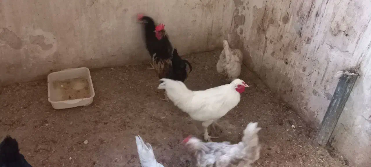 سلام دوستان تخم مرغ رسمی نطفه داردانه ای ۱۰ تومن|خوردنی و آشامیدنی|قم, امامزاده ابراهیم|دیوار