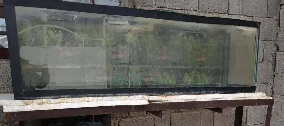 اکواریم بزرگ با پایه|ماهی|شبانکاره, |دیوار