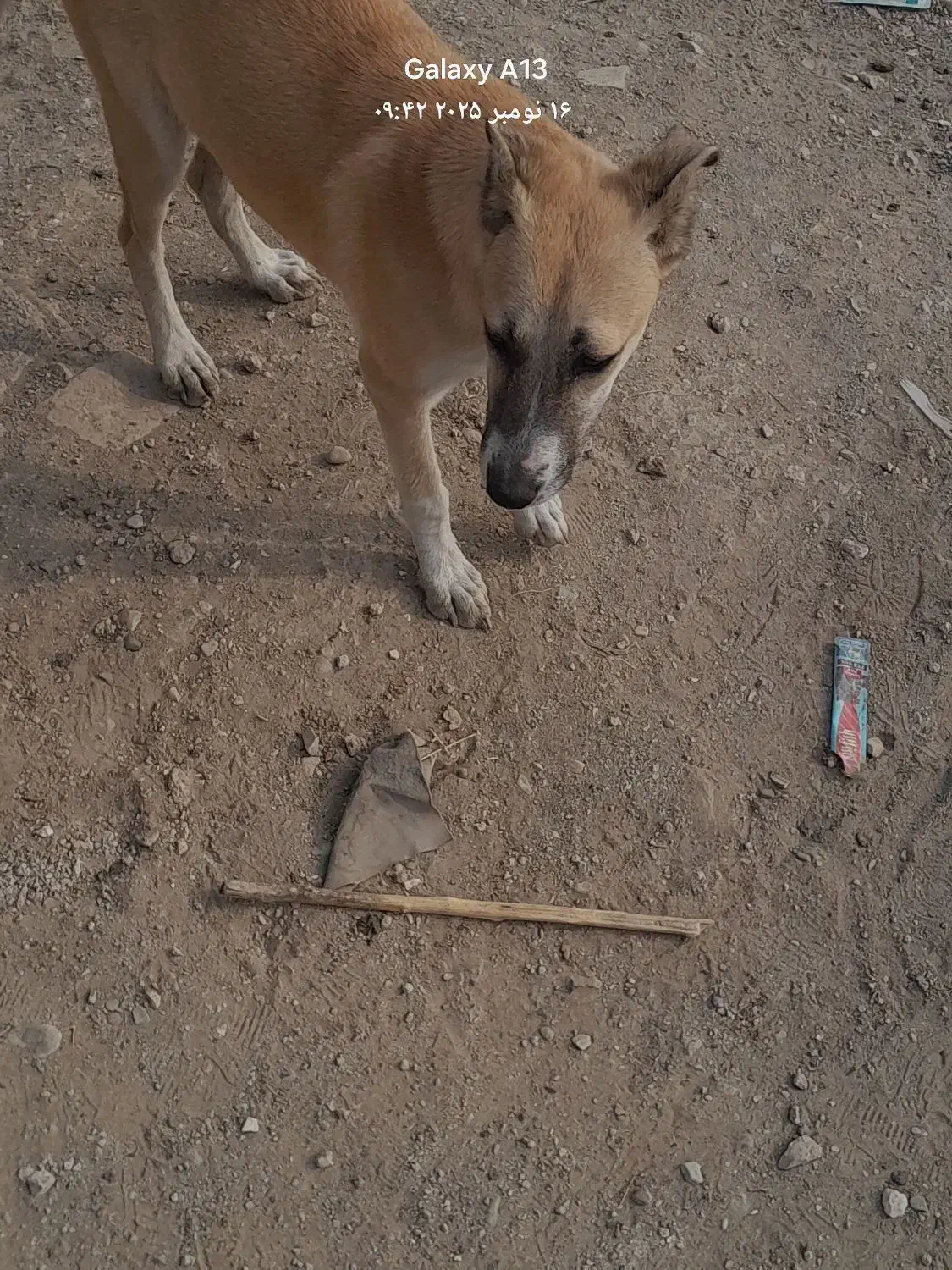 واگذاری طوله ۶ ماهه|سگ|تهران, هفده شهریور|دیوار