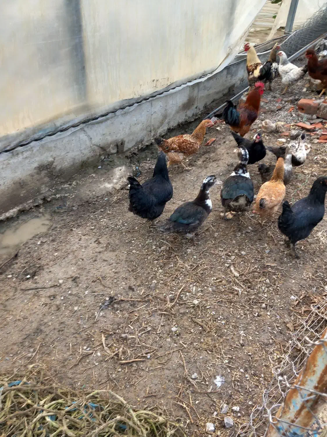 اردک اسرائیلی|حیوانات مزرعه|سرخنکلاته, |دیوار