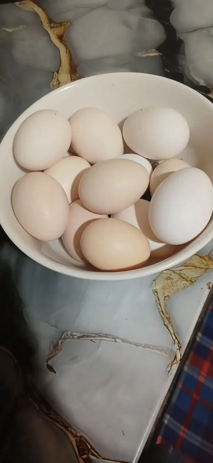 تخم مرغ خوراکی|خوردنی و آشامیدنی|رفسنجان, |دیوار