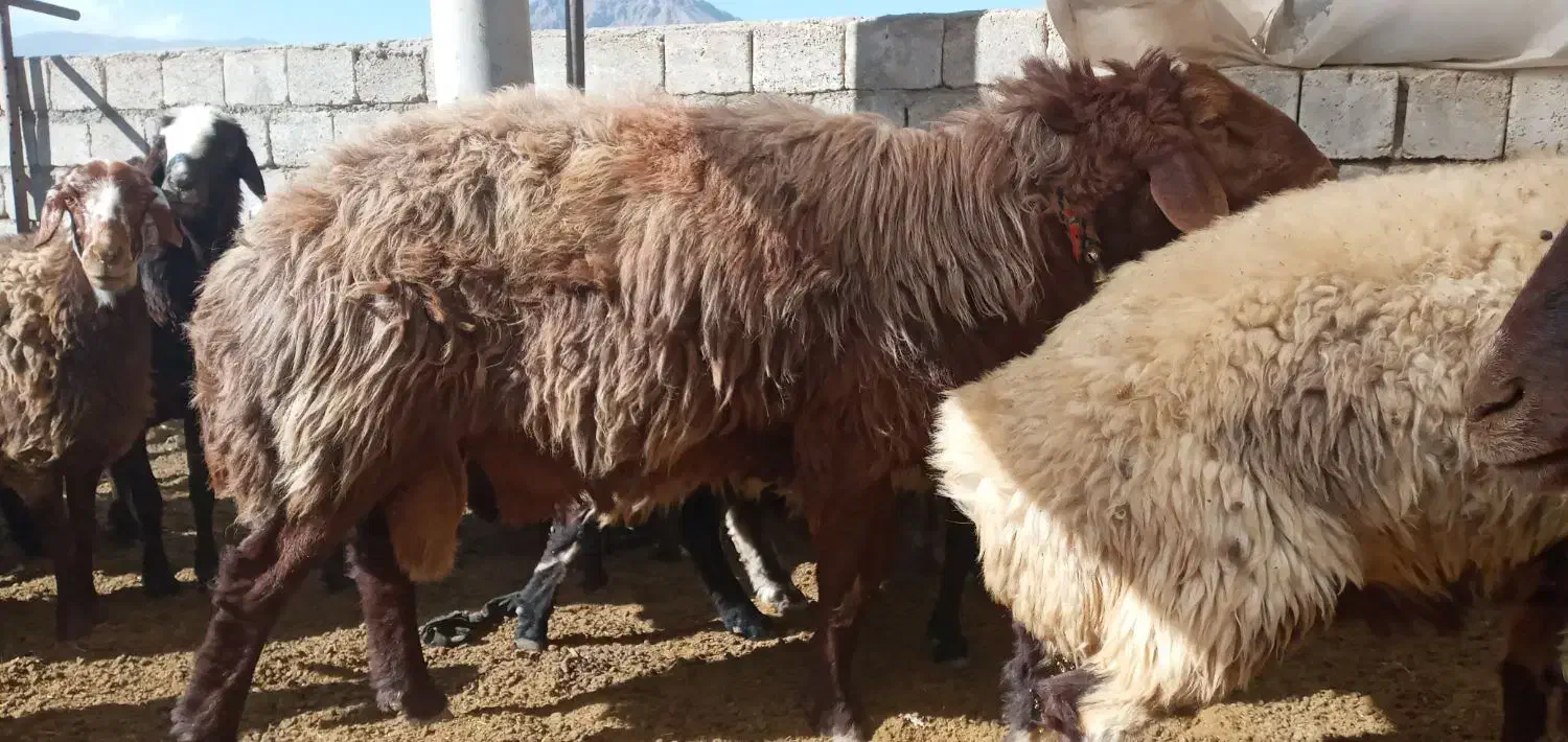 فروشی|حیوانات مزرعه|چنارود, |دیوار