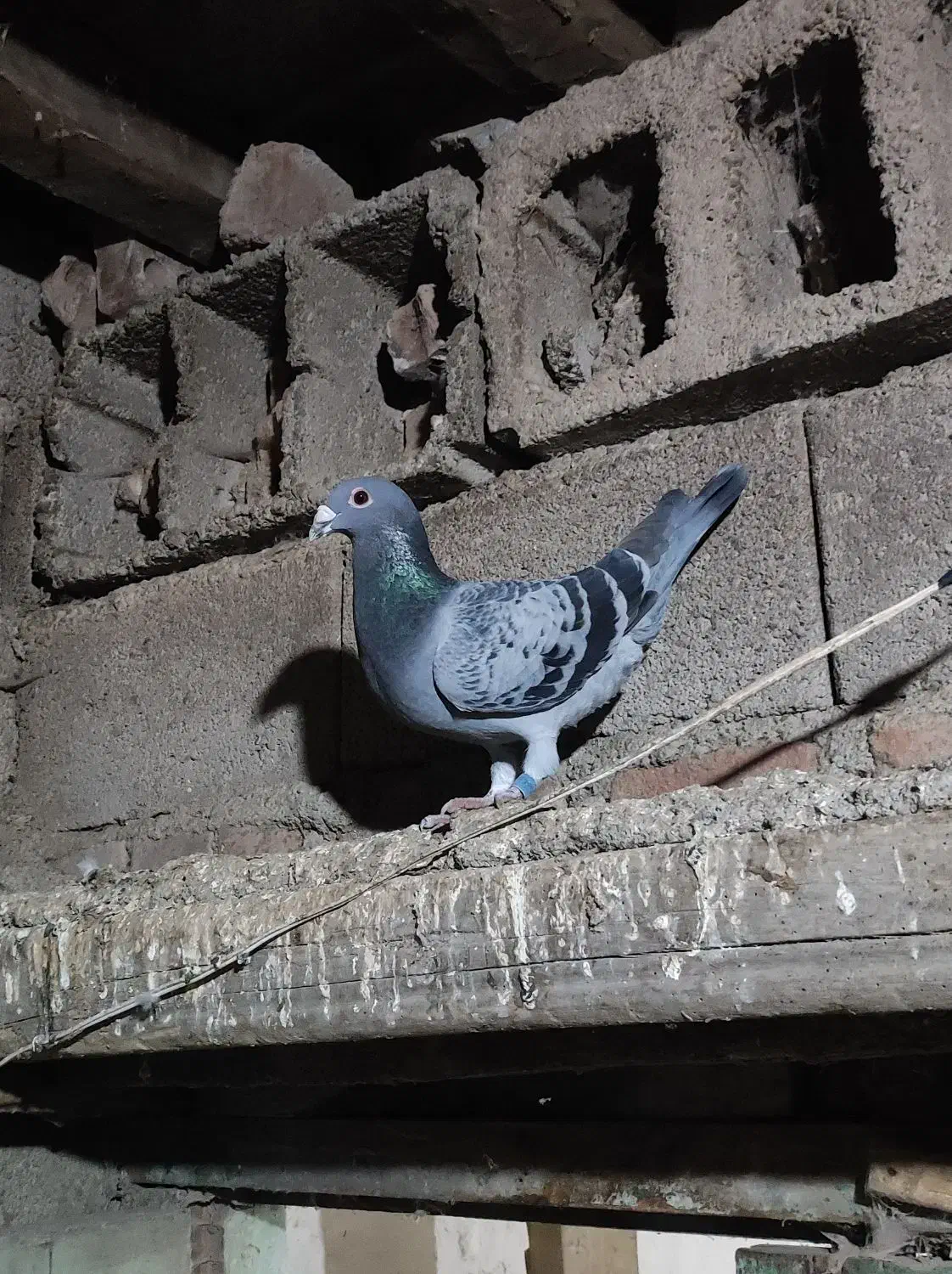 نر دوبر|پرنده|نمین, |دیوار