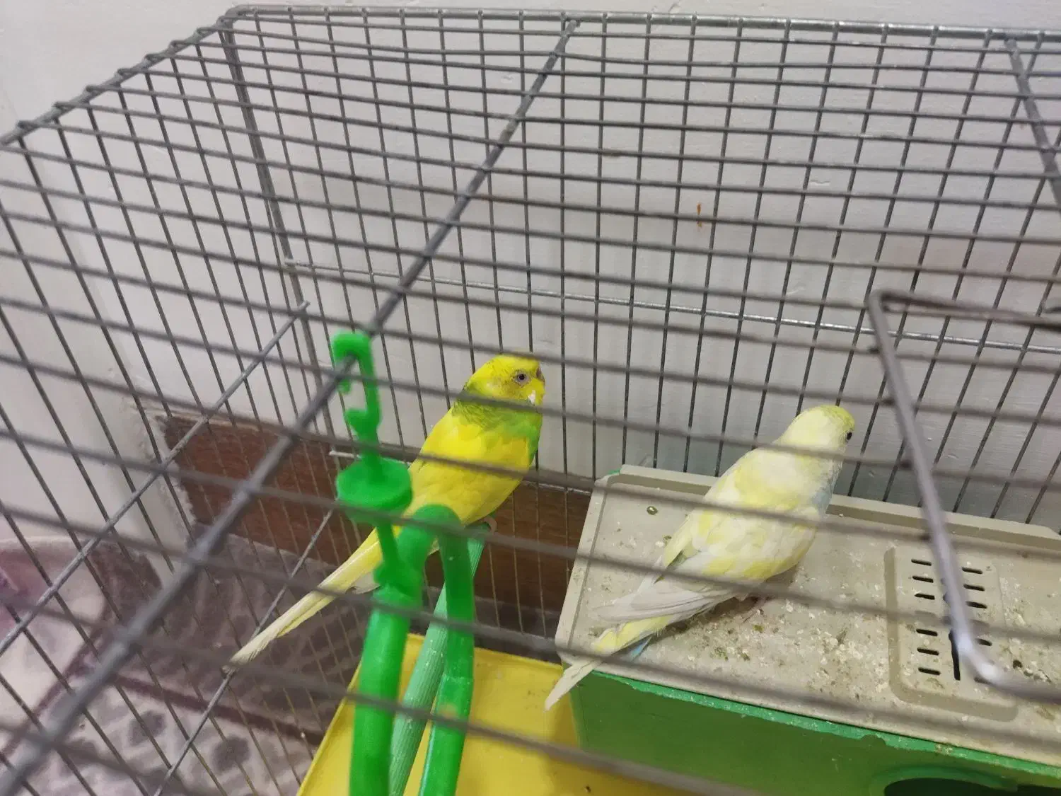 مرغ عشق نر و ماده جفت|پرنده|محلات, |دیوار