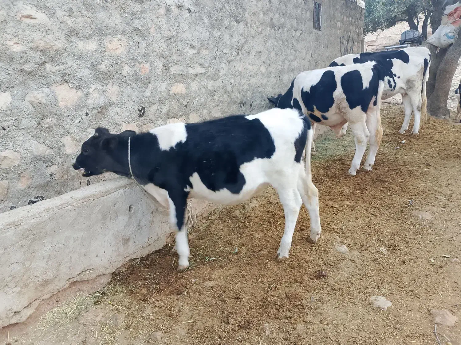 فروش گاو و گوساله و چند راس بزغاله|حیوانات مزرعه|ایلام, |دیوار