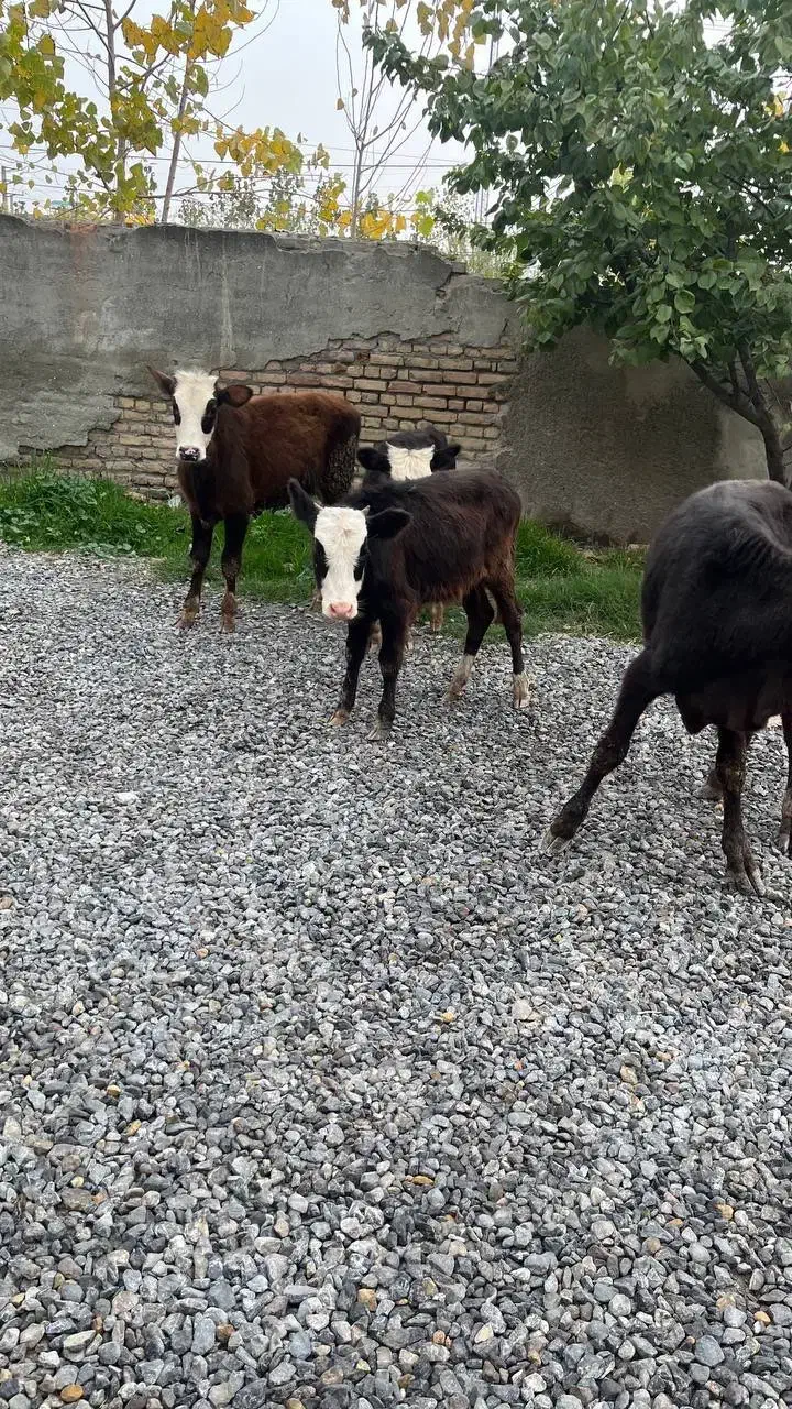 چهار راس گوساله ماده راسی ۳۲|حیوانات مزرعه|بندر ترکمن, |دیوار