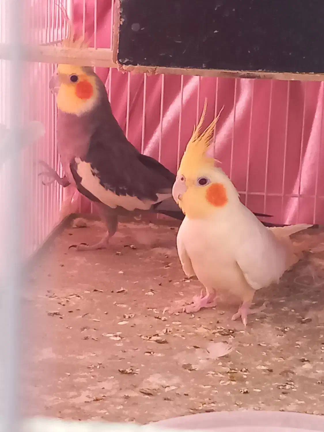 عروس هلندی مولد|پرنده|دامغان, |دیوار