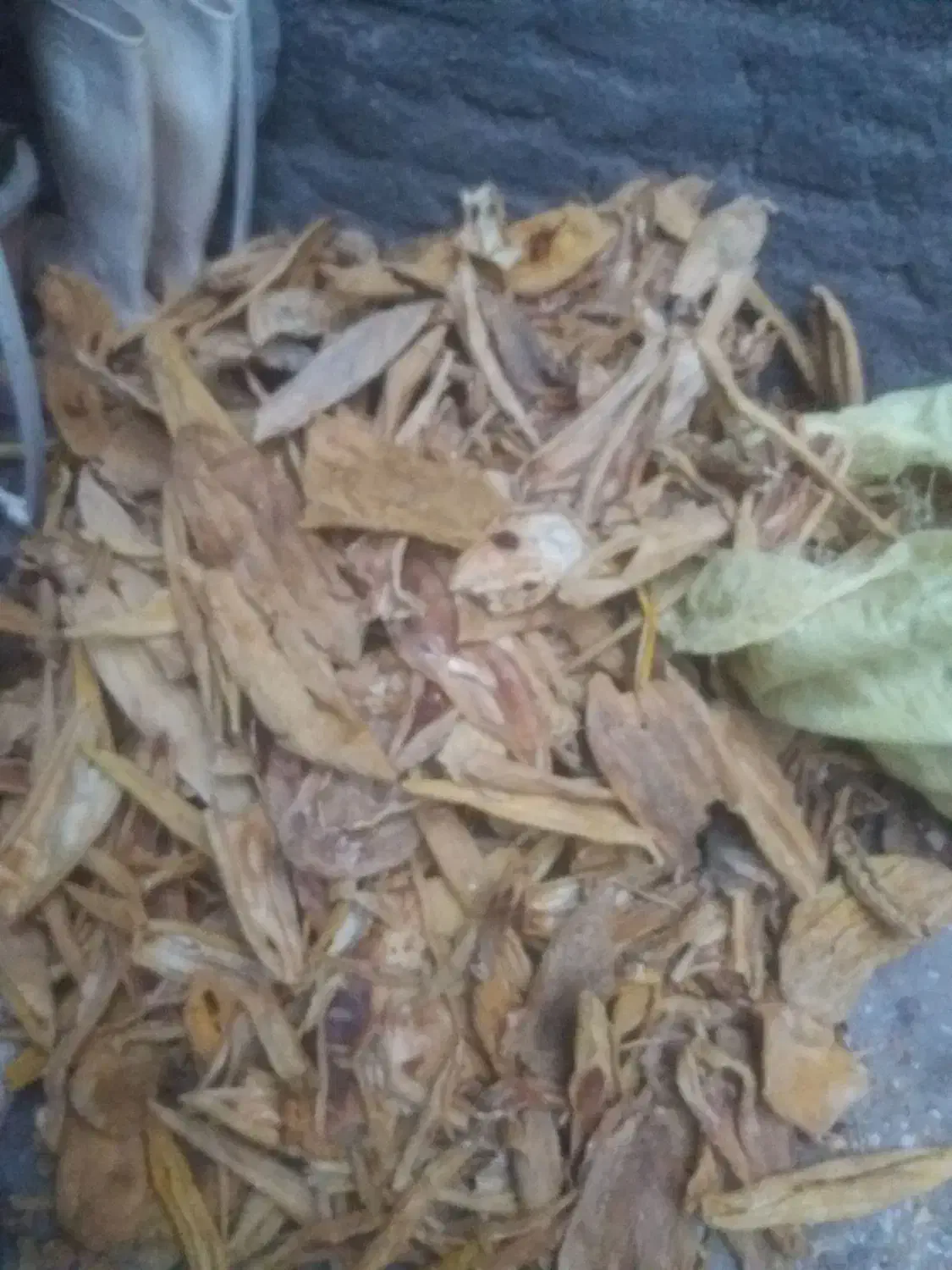 پوست خربزه خشک و خار|خوردنی و آشامیدنی|تربت جام, یحیی آباد|دیوار