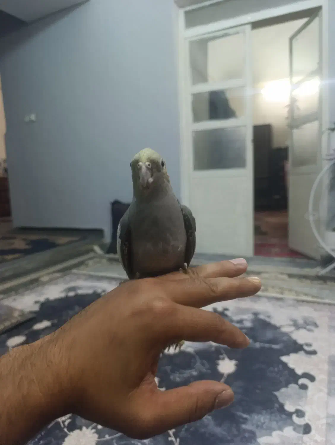 عروس هلندی خاکستری|پرنده|بردسیر, |دیوار