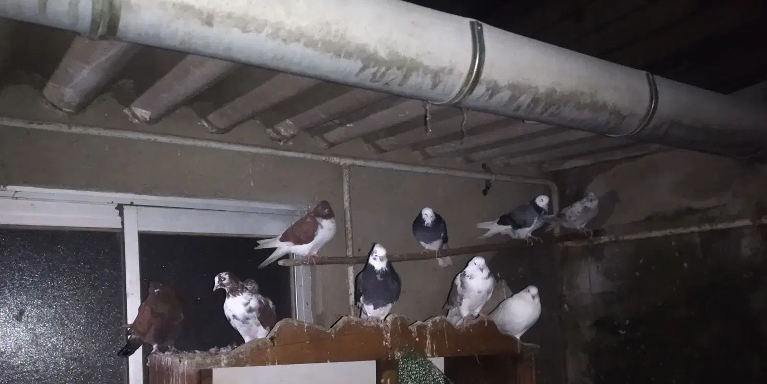 فروش کبوتر نر ماده و جفت|پرنده|بابل, |دیوار