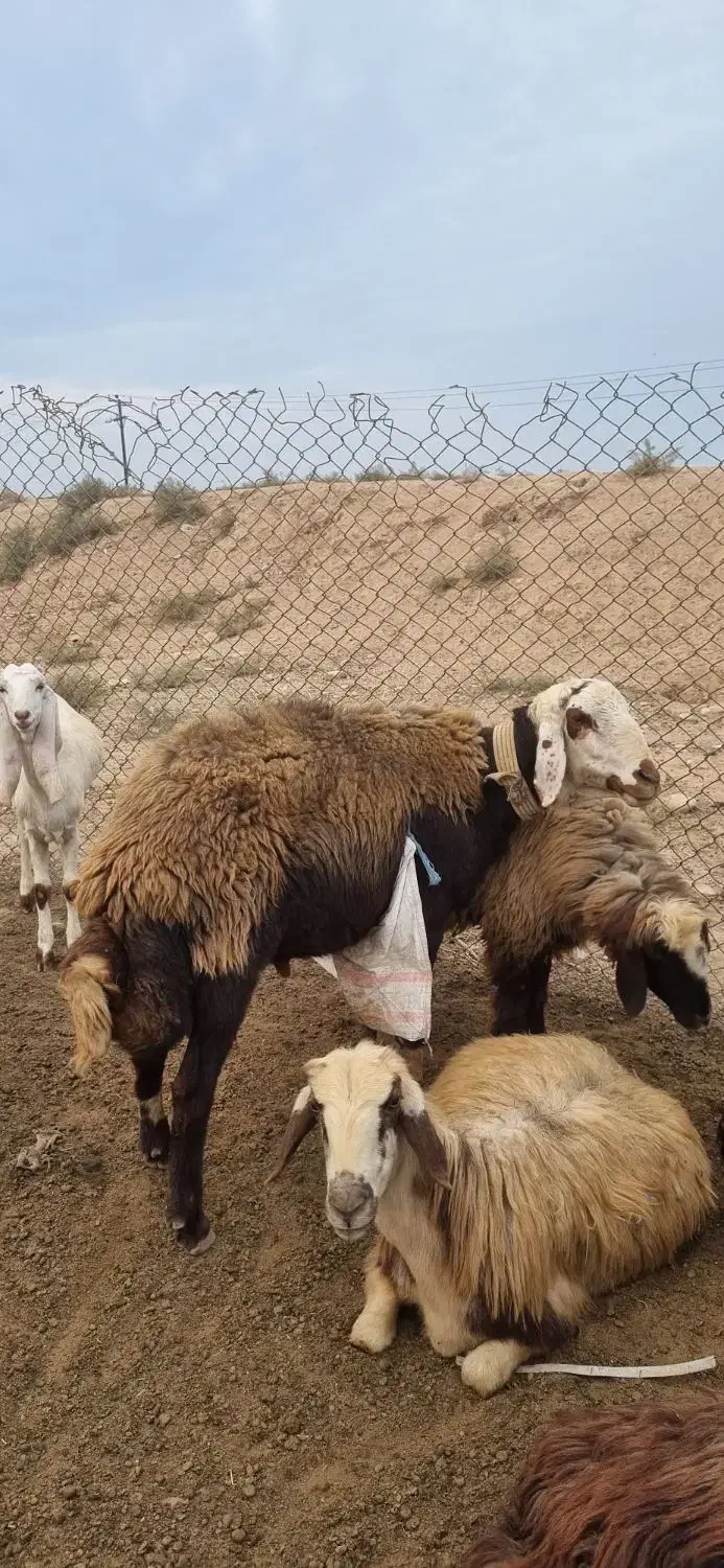 نرمیش|حیوانات مزرعه|اندیمشک, |دیوار