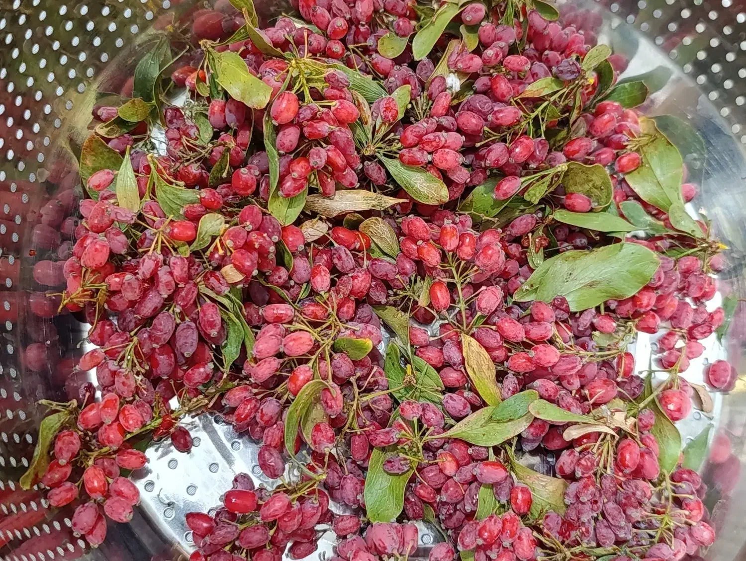زرشک تازه خراسان جنوبی|خوردنی و آشامیدنی|پاکدشت, پاکدشت (مامازند)|دیوار