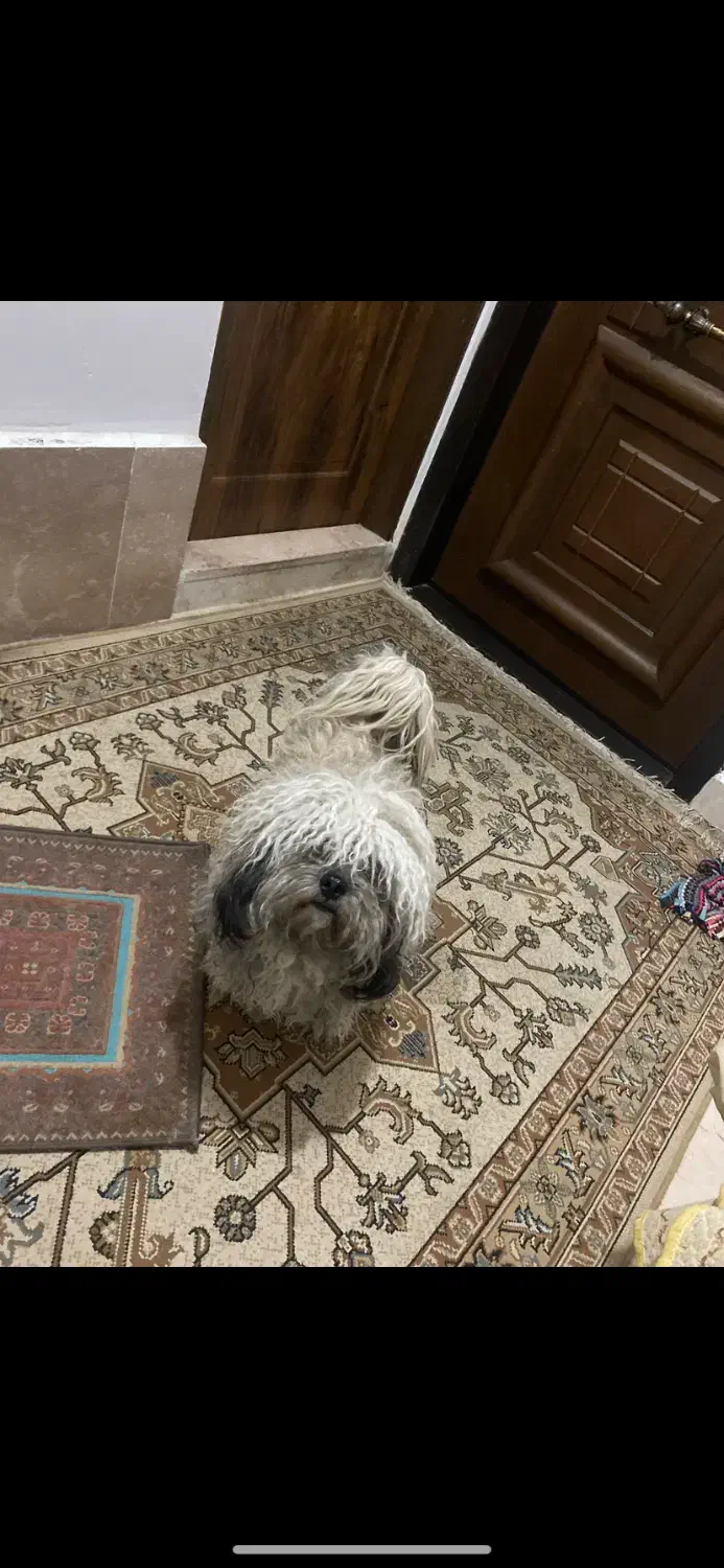 شیتزو خانگی|سگ|شیروان (خراسان), |دیوار