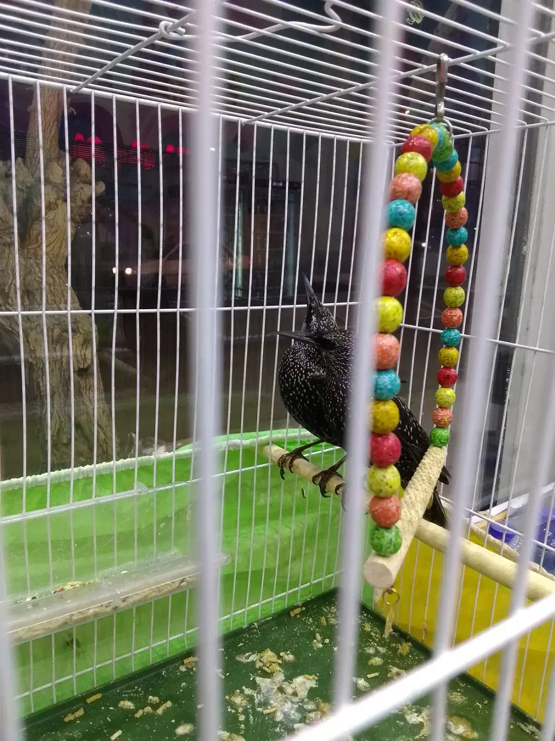 مینا|پرنده|مشهد, شهرک امام هادی (شهرک غرب)|دیوار