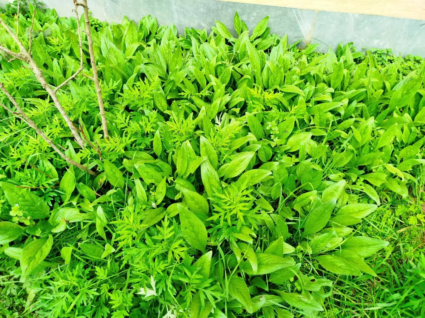 گل گاو زبان|خوردنی و آشامیدنی|آستانه اشرفیه, |دیوار