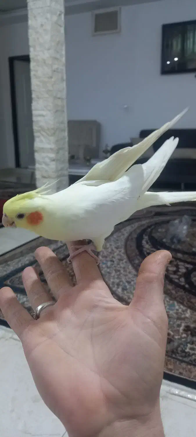 ماده اماده پنچ تخم|پرنده|شهریار, بکه|دیوار