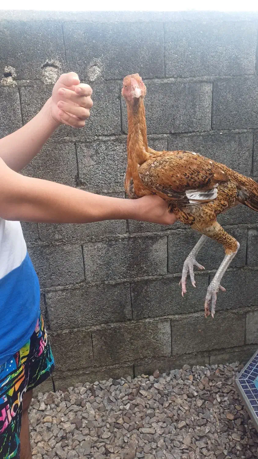 جوجه لاری نصل|حیوانات مزرعه|پره‌سر, |دیوار