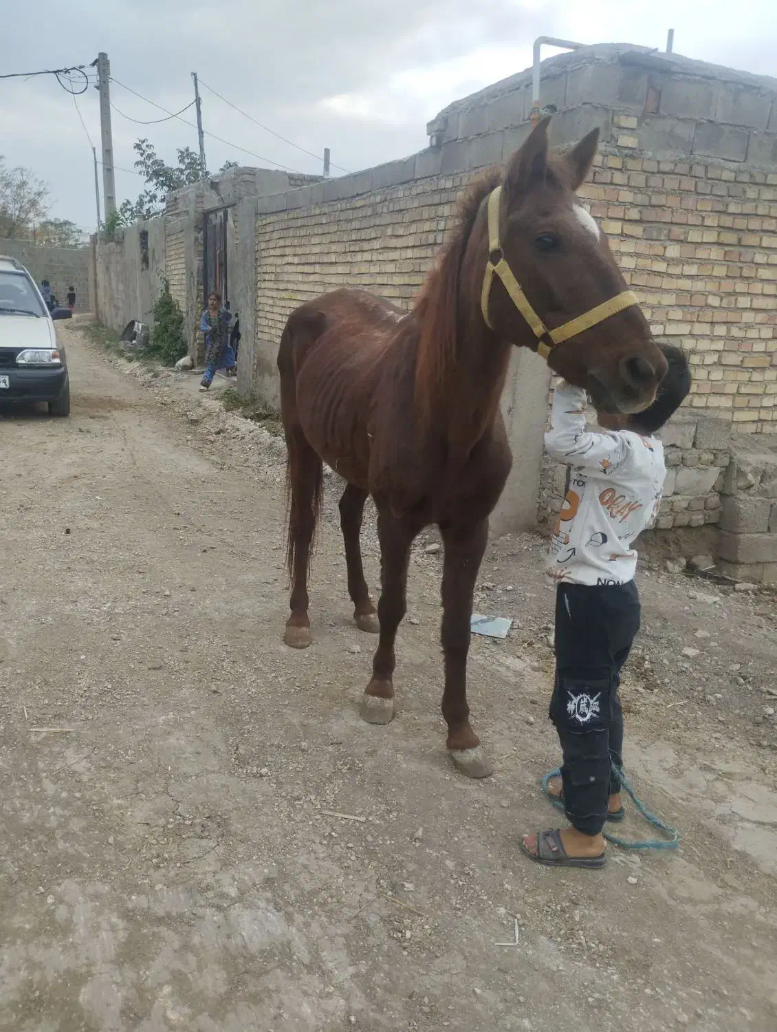 مادیان کاری|اسب و تجهیزات اسب‌سواری|مینودشت, |دیوار