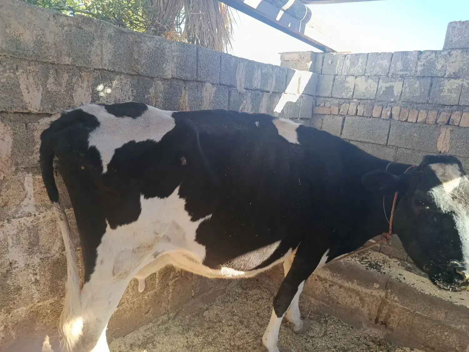 گاو گاو داری|حیوانات مزرعه|انزل, |دیوار