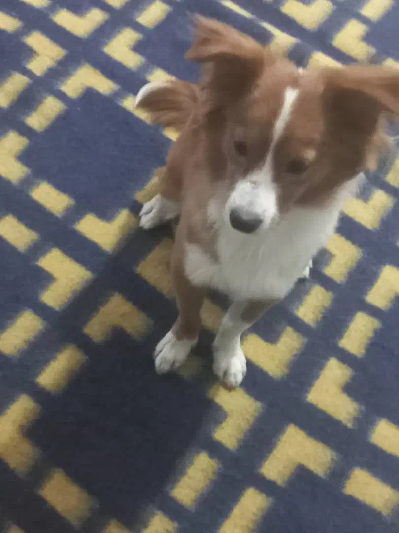 سگ پاکوتاه نر|سگ|بندرعباس, |دیوار