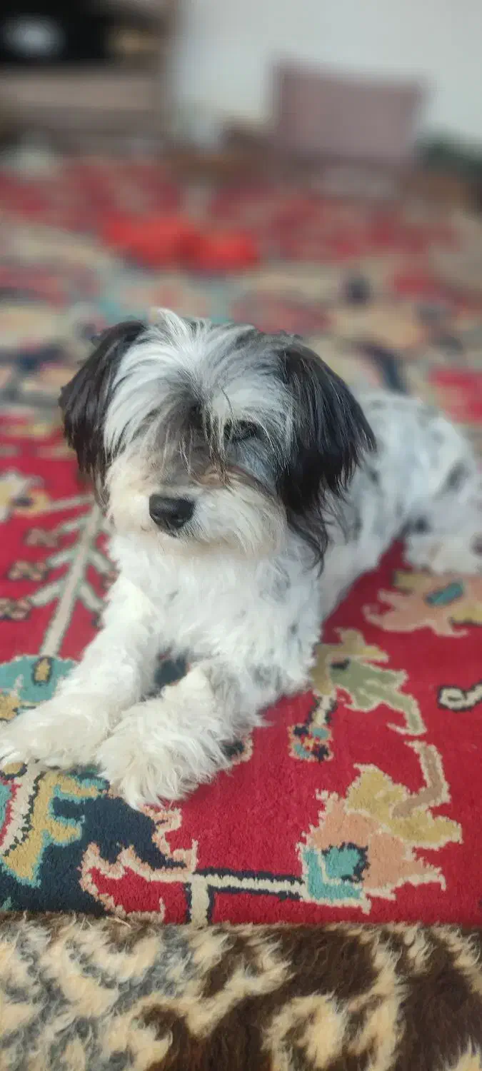 واگذاری 3 قلاده سگ شیتزو|سگ|تبریز, |دیوار