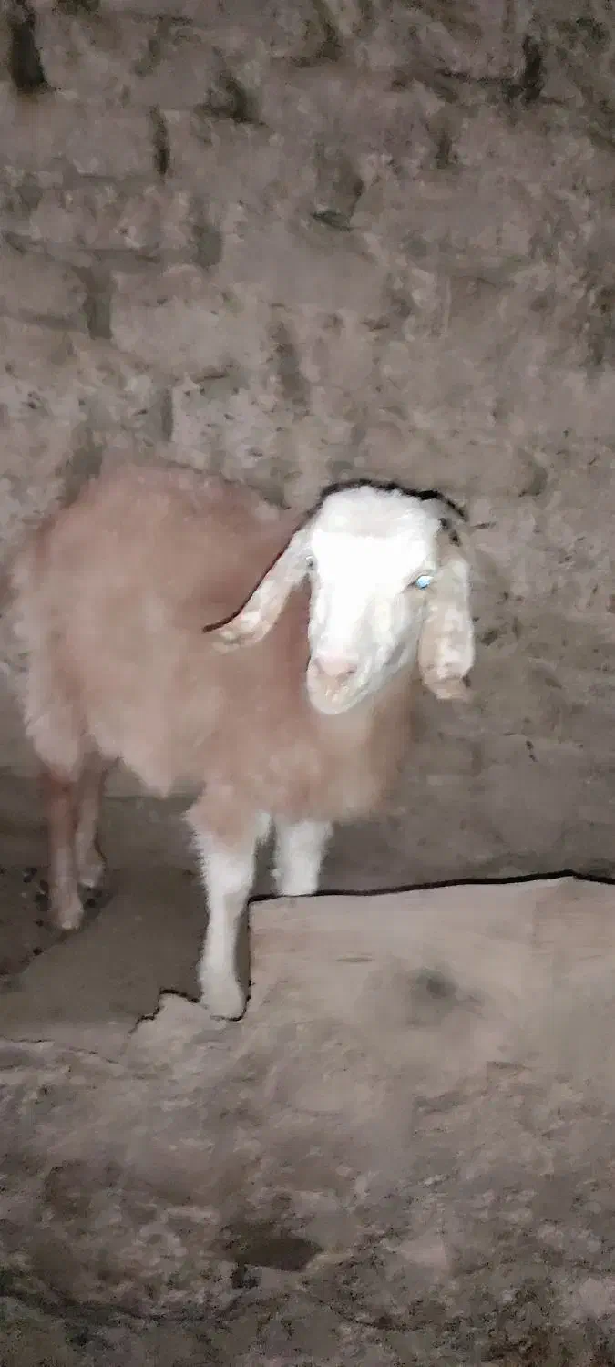 تعداد ۴بزجوان و۱پیر|حیوانات مزرعه|قهستان, |دیوار