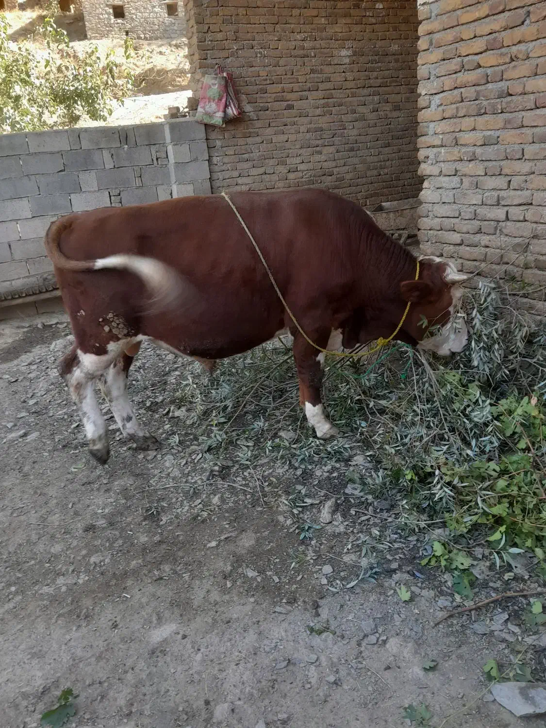 گوساله سمیتال‌اصل.به‌فروش‌می‌رسد|حیوانات مزرعه|بانه, |دیوار